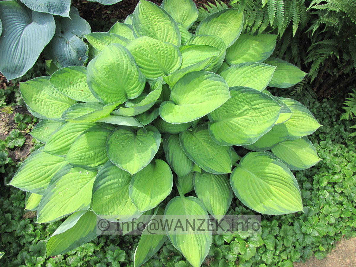 Hosta fortunei Gold Standard 06.JPG